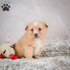 Hugo, Chihuahua Puppy