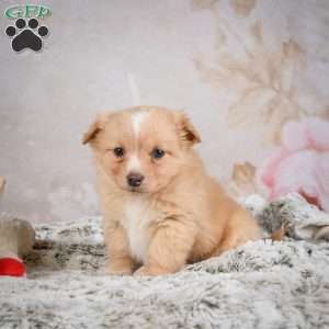 Hugo, Chihuahua Puppy