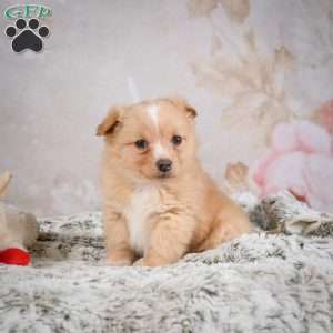 Hugo, Chihuahua Puppy