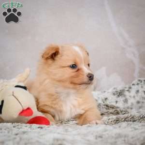 Hugo, Chihuahua Puppy