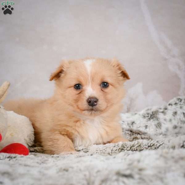 Hugo, Chihuahua Puppy