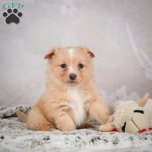 Hugo, Chihuahua Puppy