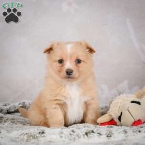 Hugo, Chihuahua Puppy