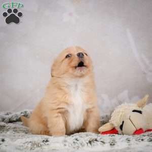 Hugo, Chihuahua Puppy