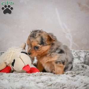 Hazel, Chihuahua Puppy