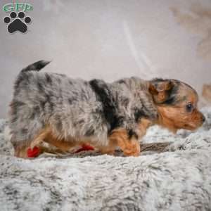 Hazel, Chihuahua Puppy