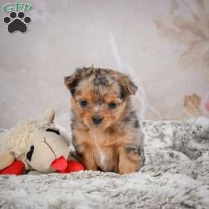 Hazel, Chihuahua Puppy