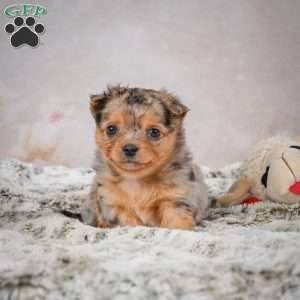 Hazel, Chihuahua Puppy