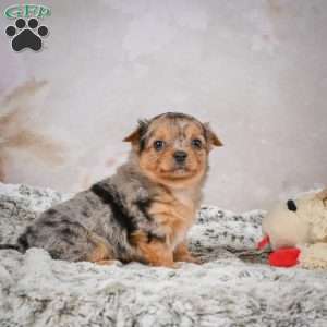 Hazel, Chihuahua Puppy