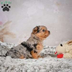 Hazel, Chihuahua Puppy