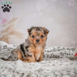 Hazel, Chihuahua Puppy