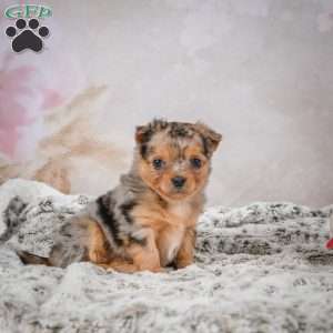 Hazel, Chihuahua Puppy