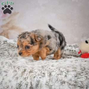 Hazel, Chihuahua Puppy