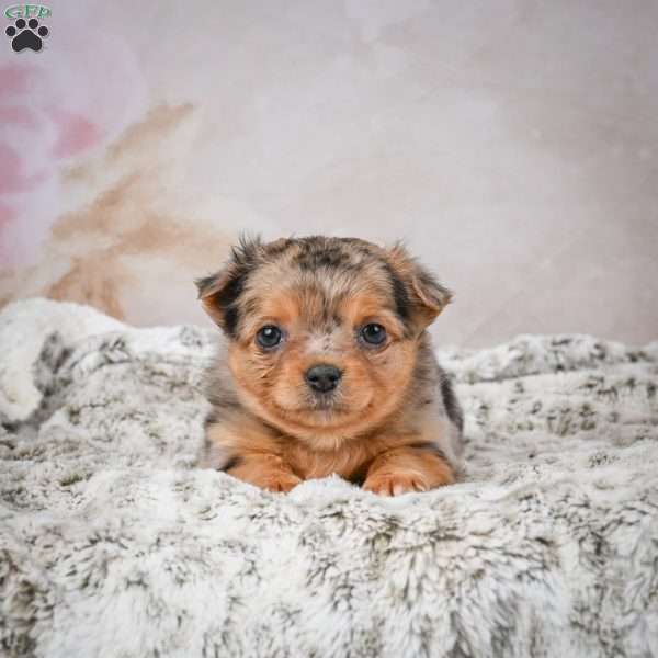 Hazel, Chihuahua Puppy