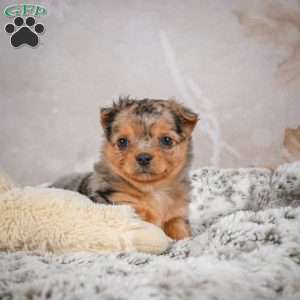 Hazel, Chihuahua Puppy