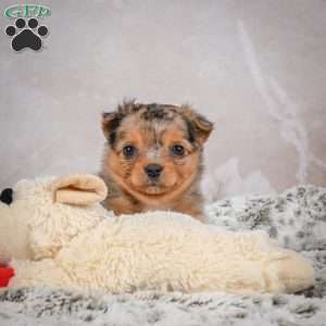 Hazel, Chihuahua Puppy