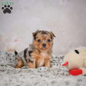 Hazel, Chihuahua Puppy