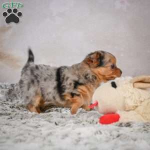 Hazel, Chihuahua Puppy