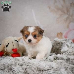 Hunter, Chihuahua Puppy