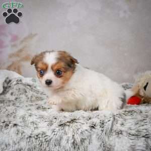 Hunter, Chihuahua Puppy