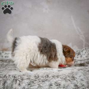 Hunter, Chihuahua Puppy