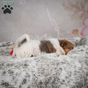 Hunter, Chihuahua Puppy