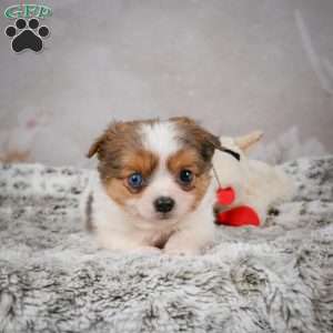 Hunter, Chihuahua Puppy