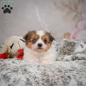 Hunter, Chihuahua Puppy