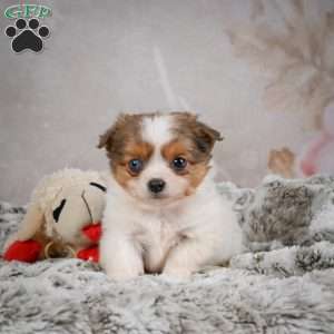 Hunter, Chihuahua Puppy