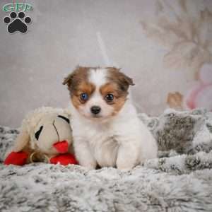 Hunter, Chihuahua Puppy