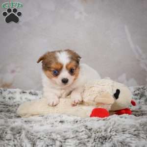 Hunter, Chihuahua Puppy