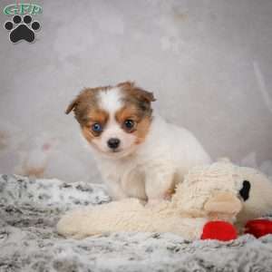 Hunter, Chihuahua Puppy