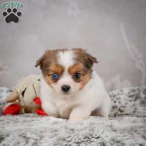 Hunter, Chihuahua Puppy