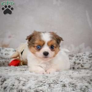 Hunter, Chihuahua Puppy