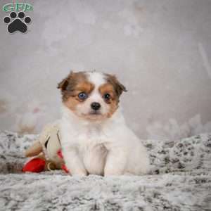 Hunter, Chihuahua Puppy