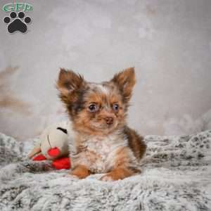 Rolex, Chihuahua Puppy