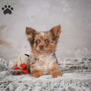 Rolex, Chihuahua Puppy