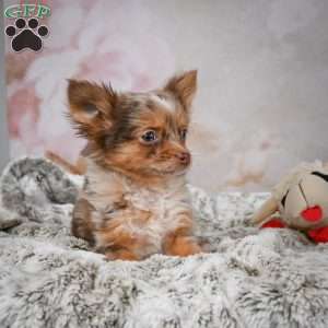 Rolex, Chihuahua Puppy