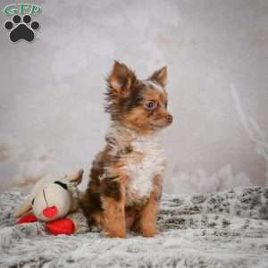 Rolex, Chihuahua Puppy