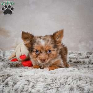 Rolex, Chihuahua Puppy