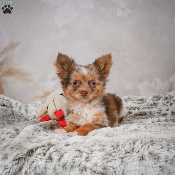 Rolex, Chihuahua Puppy