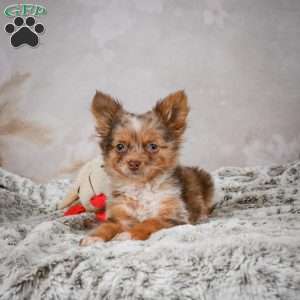 Rolex, Chihuahua Puppy