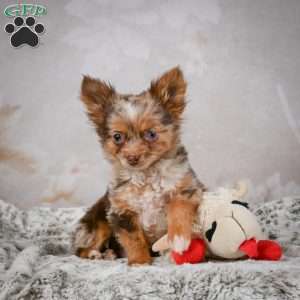 Rolex, Chihuahua Puppy