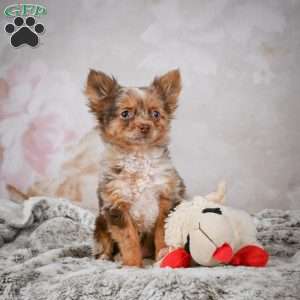 Rolex, Chihuahua Puppy