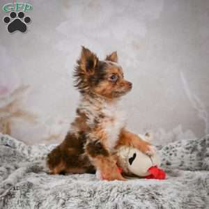 Rolex, Chihuahua Puppy