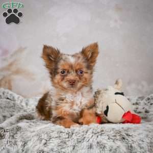 Rolex, Chihuahua Puppy
