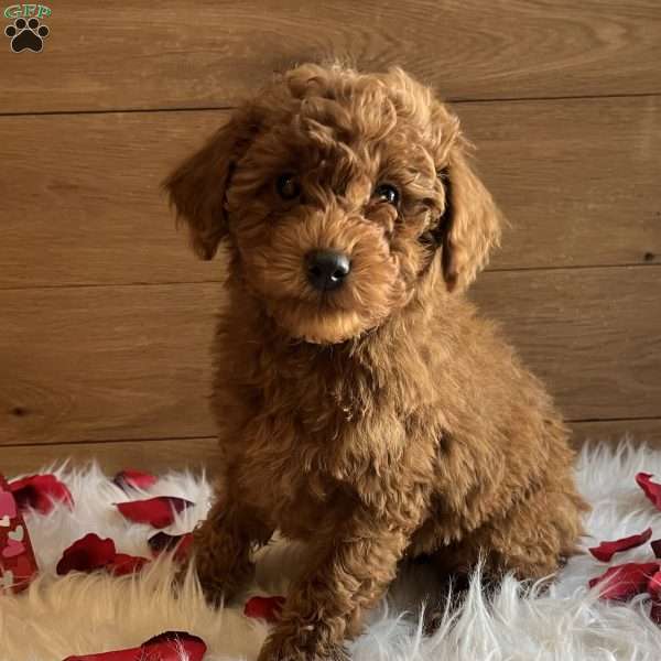 Romeo, Toy Poodle Puppy
