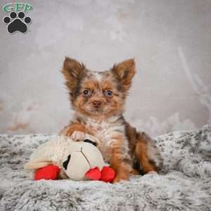 Rolex, Chihuahua Puppy