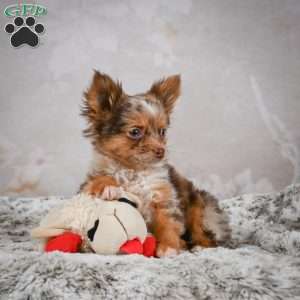 Rolex, Chihuahua Puppy