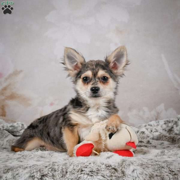 Geronimo, Chihuahua Puppy